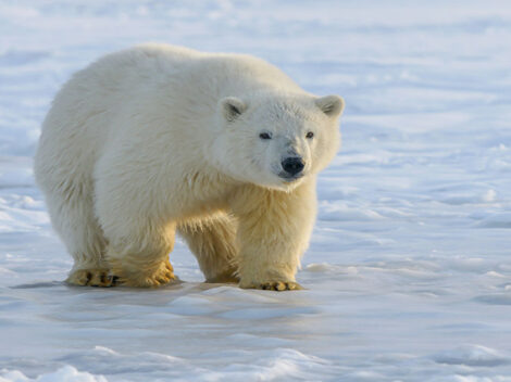 Polar Bear photo by Hans-Jurgen Mager on Unsplash