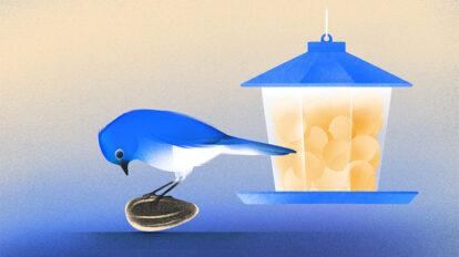 Seed funding - Bird with feeder.